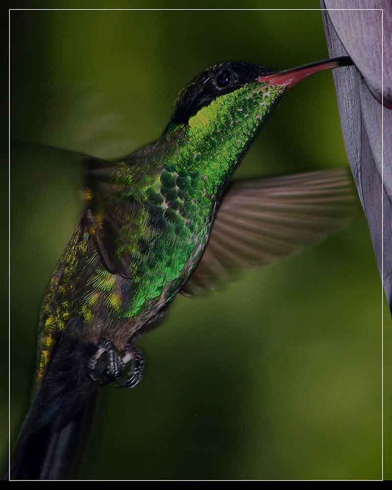 symbole narodowe jamajka jamaicayesi